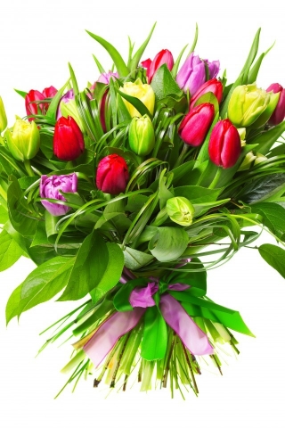 Beautiful Tulip Bouquet for 320 x 480 iPhone resolution