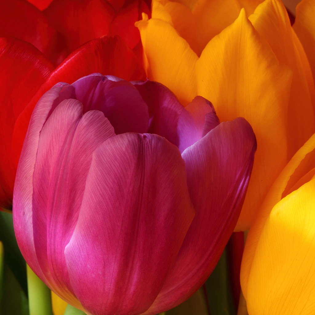 Beautiful Tulips for 1024 x 1024 iPad resolution