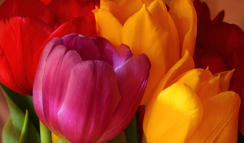 Beautiful Tulips for 1024 x 600 widescreen resolution