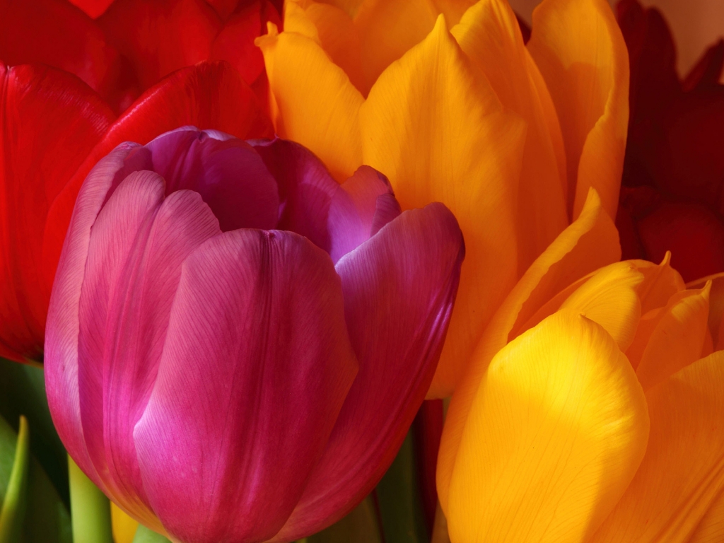 Beautiful Tulips for 1024 x 768 resolution