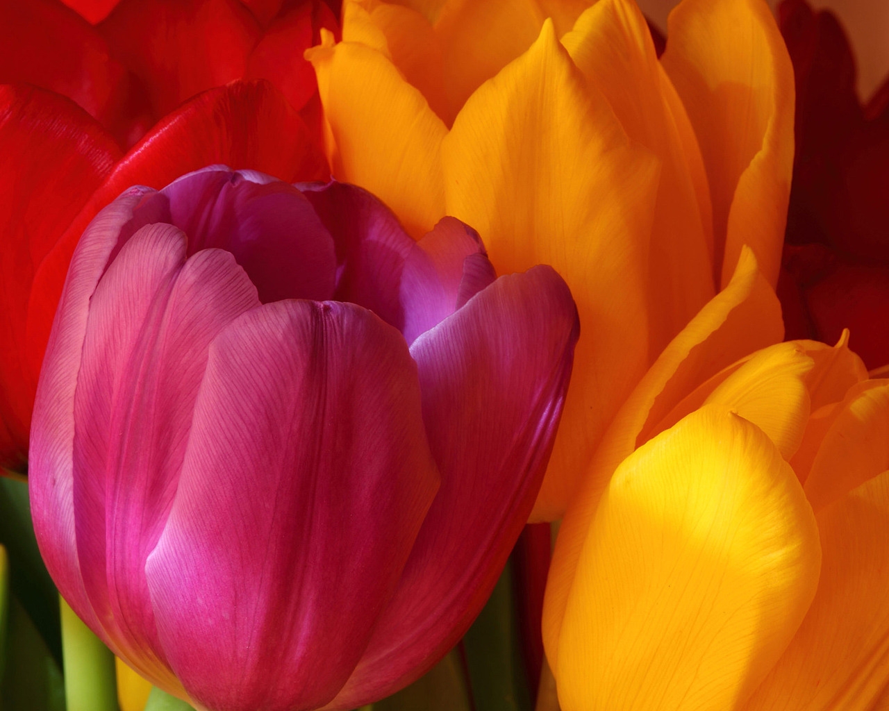 Beautiful Tulips for 1280 x 1024 resolution