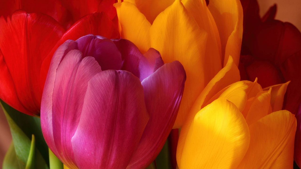 Beautiful Tulips for 1280 x 720 HDTV 720p resolution