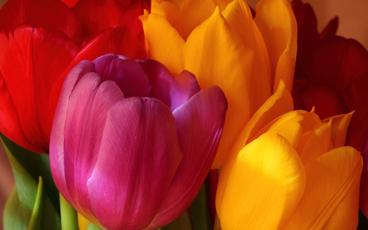 Beautiful Tulips for 1280 x 800 widescreen resolution