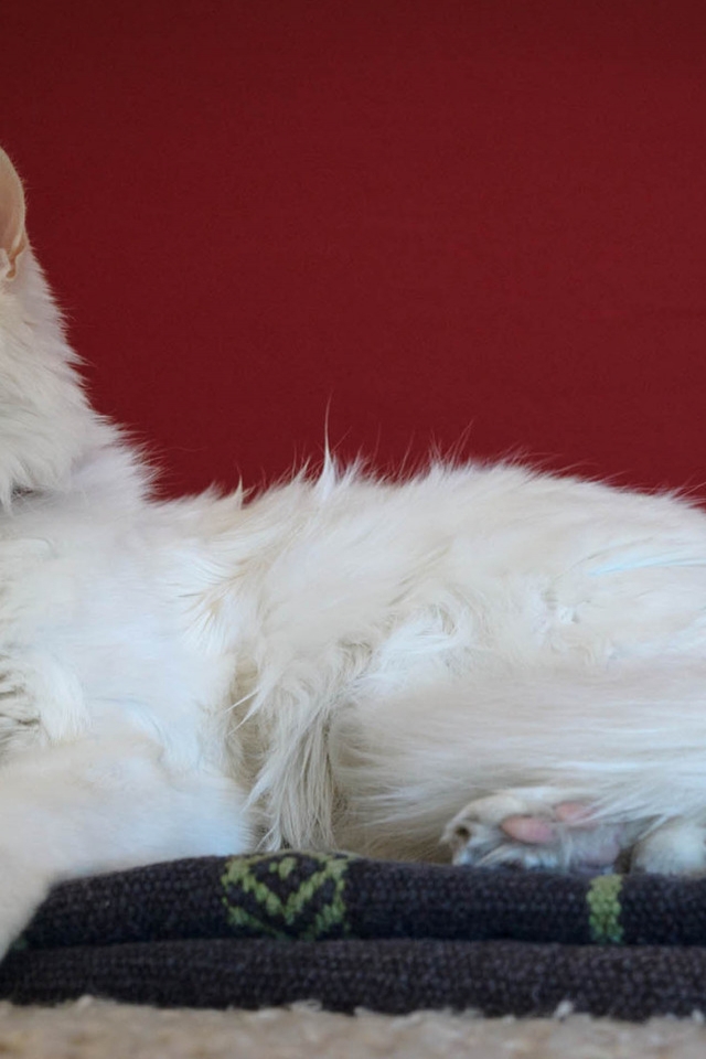 Beautiful Turkish Angora Cat for 640 x 960 iPhone 4 resolution