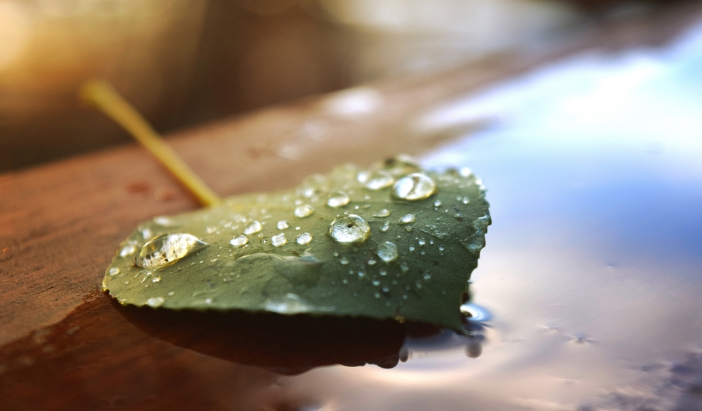 Beautiful Water Drops on a Leaf for 1024 x 600 widescreen resolution