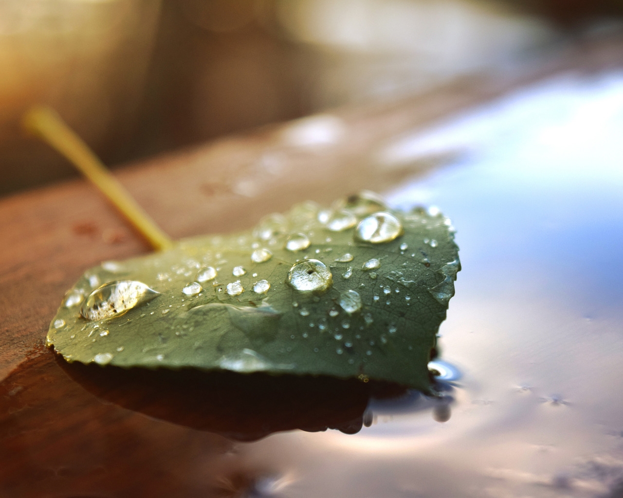 Beautiful Water Drops on a Leaf for 1280 x 1024 resolution
