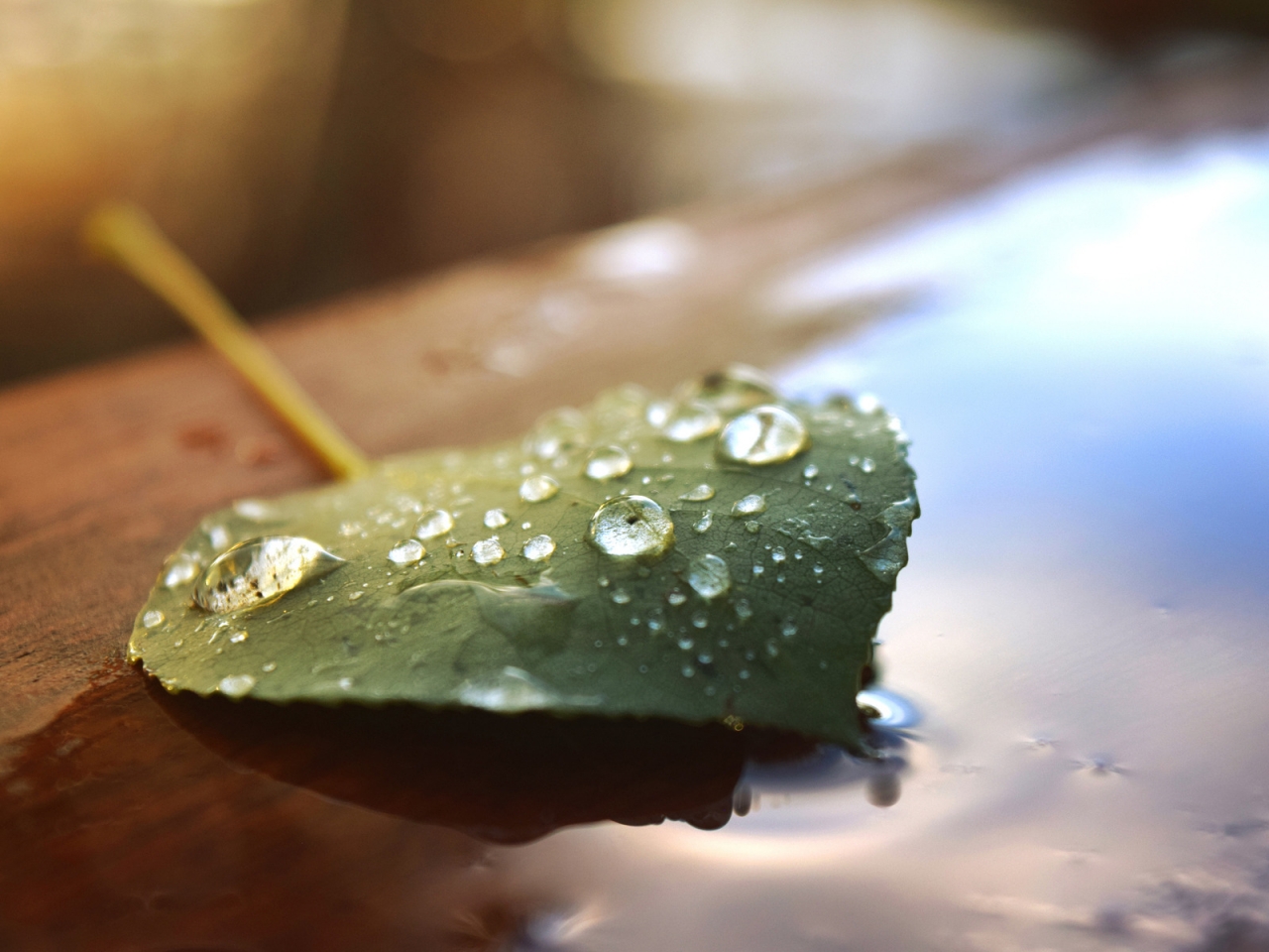 Beautiful Water Drops on a Leaf for 1280 x 960 resolution