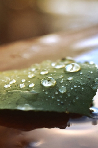 Beautiful Water Drops on a Leaf for 320 x 480 iPhone resolution
