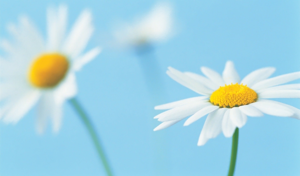 Beautiful White Daisies for 1024 x 600 widescreen resolution