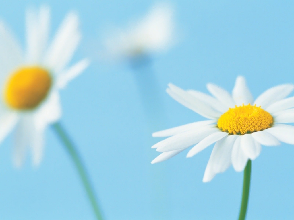 Beautiful White Daisies for 1024 x 768 resolution