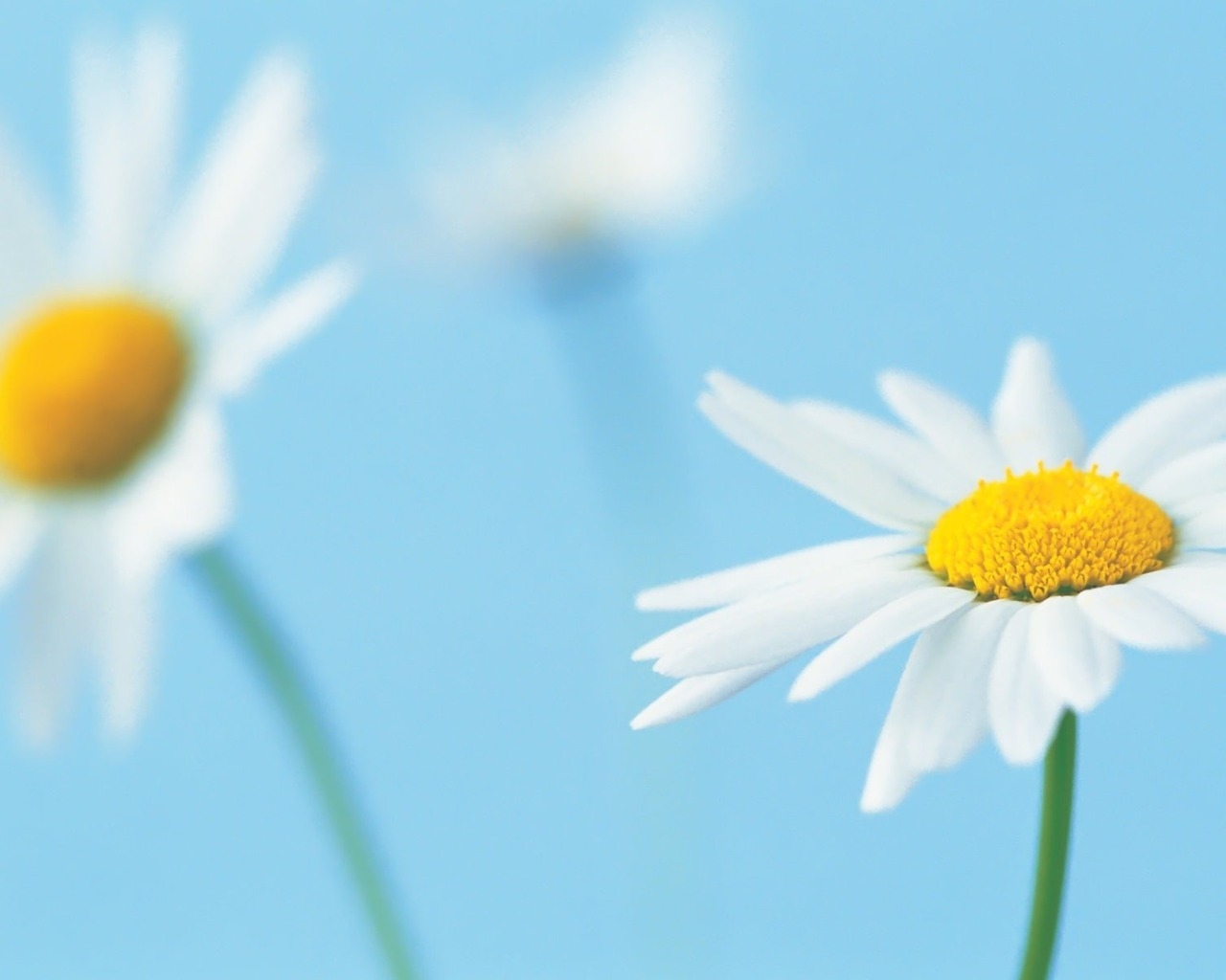 Beautiful White Daisies for 1280 x 1024 resolution