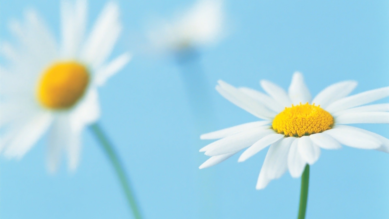 Beautiful White Daisies for 1280 x 720 HDTV 720p resolution