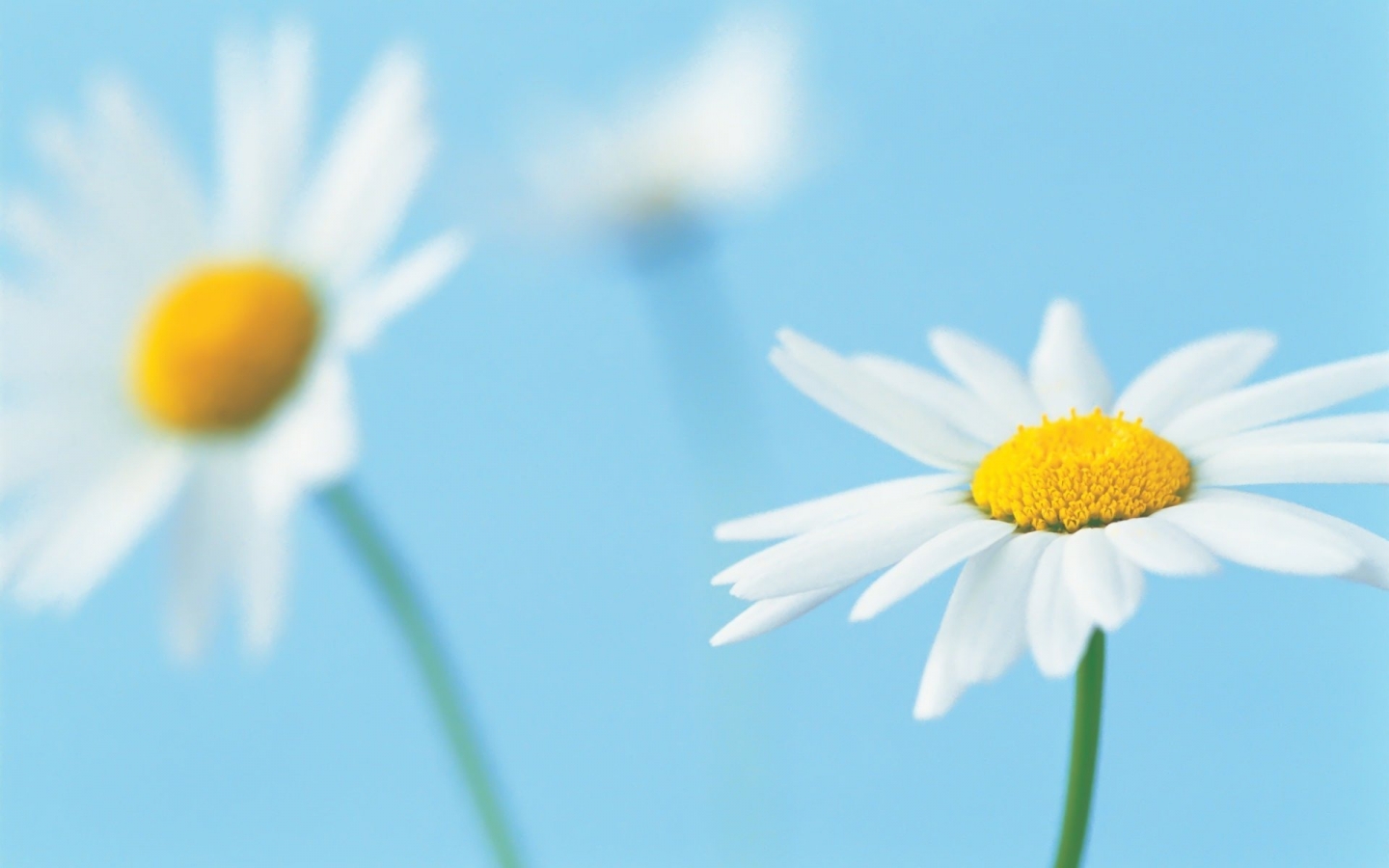 Beautiful White Daisies for 1440 x 900 widescreen resolution
