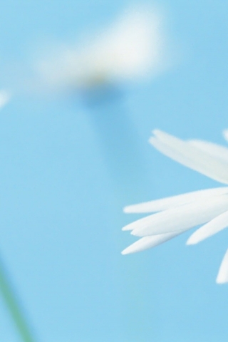 Beautiful White Daisies for 320 x 480 iPhone resolution