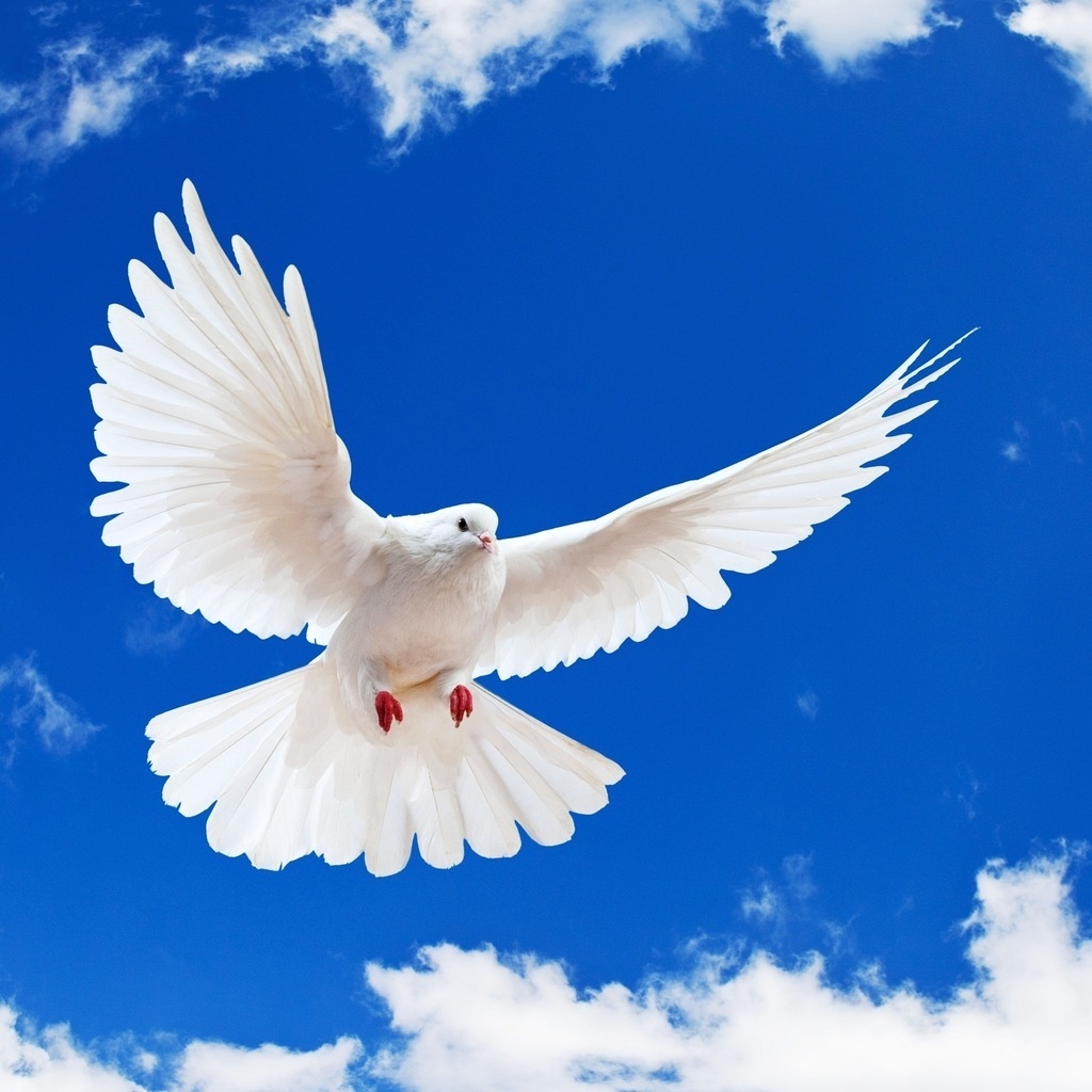 Beautiful White Dove for 1024 x 1024 iPad resolution