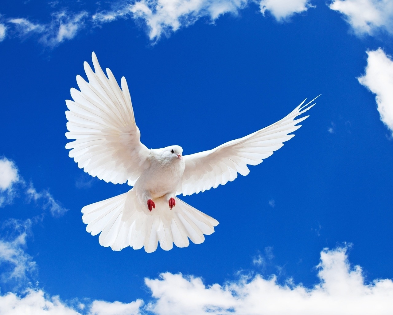 Beautiful White Dove for 1280 x 1024 resolution