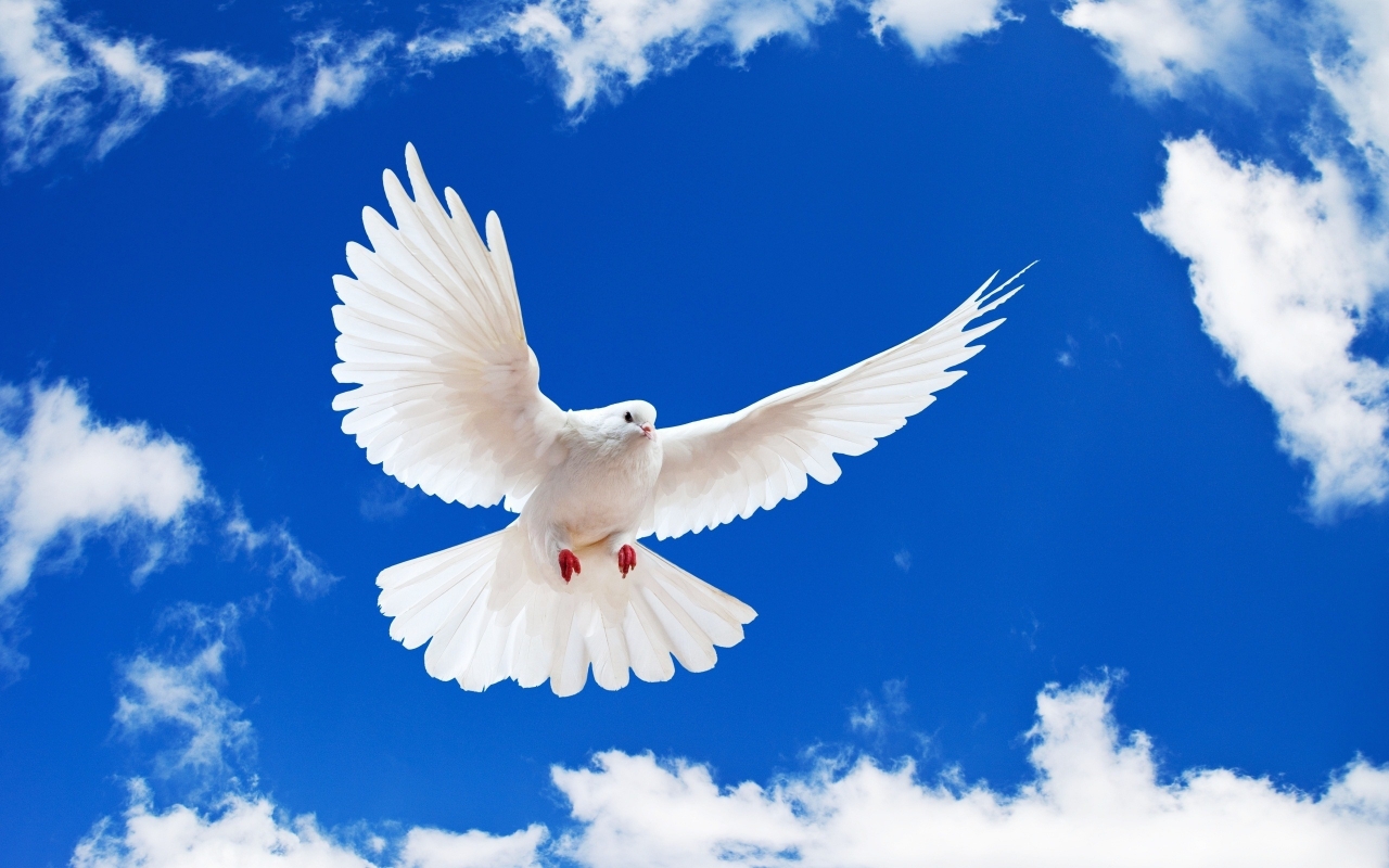 Beautiful White Dove for 1280 x 800 widescreen resolution