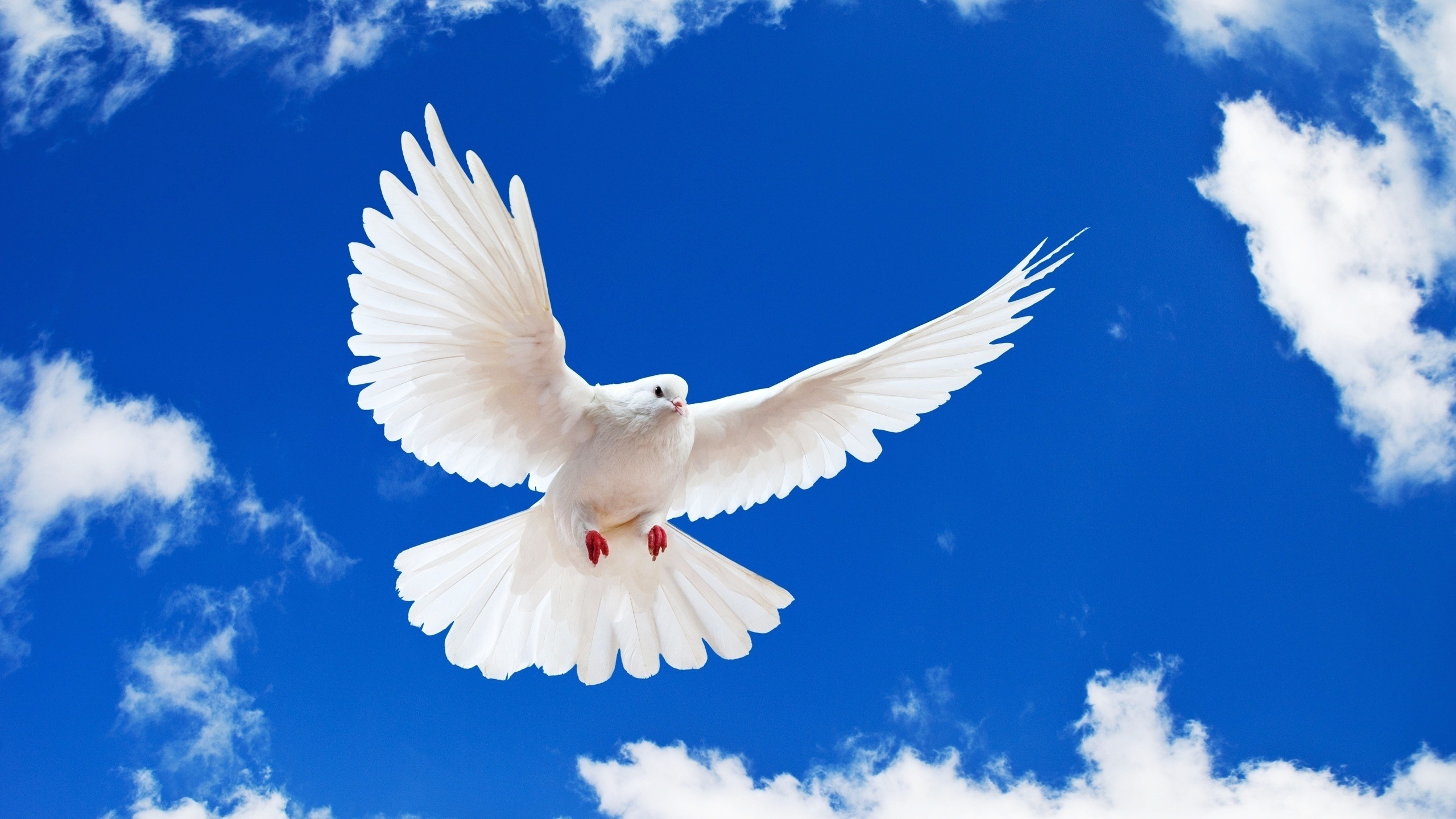 Beautiful White Dove for 2560x1440 HDTV resolution