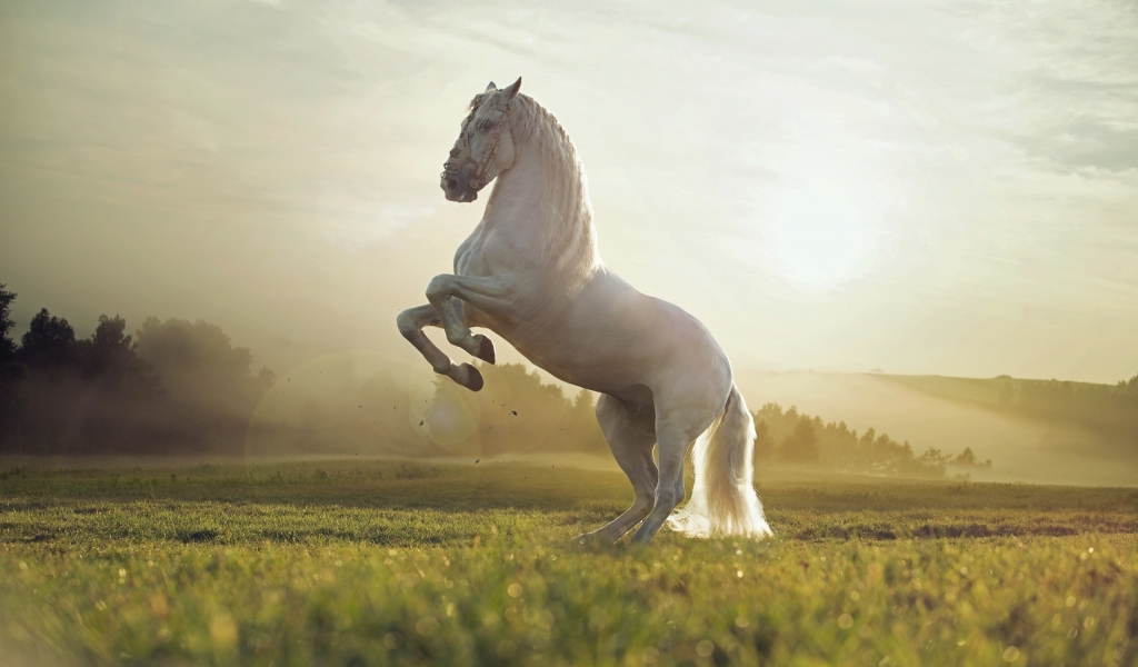 Beautiful White Horse for 1024 x 600 widescreen resolution