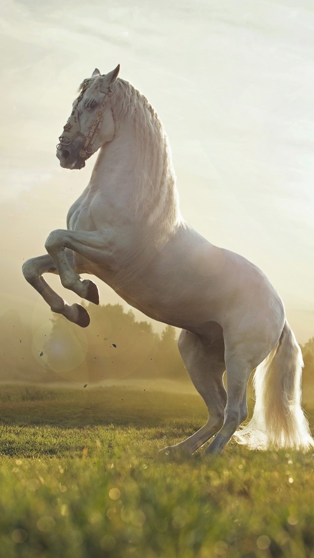 Beautiful White Horse for 640 x 1136 iPhone 5 resolution