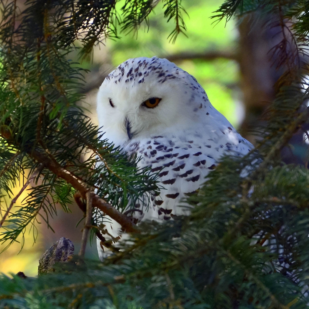 Beautiful White Owl 1024 x 1024 iPad Wallpaper