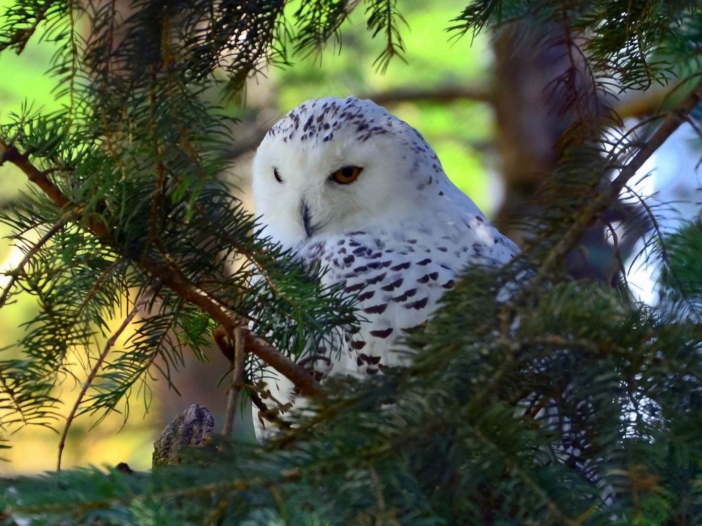 Beautiful White Owl for 1024 x 768 resolution