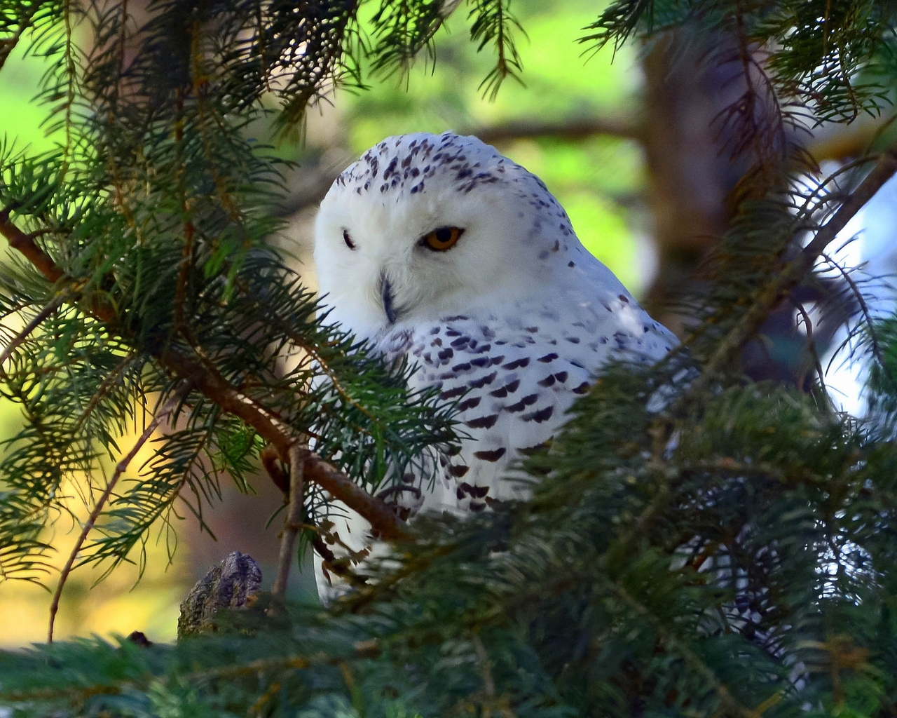 Beautiful White Owl for 1280 x 1024 resolution