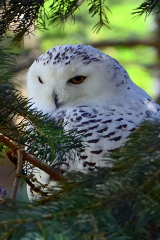Beautiful White Owl for 320 x 480 iPhone resolution