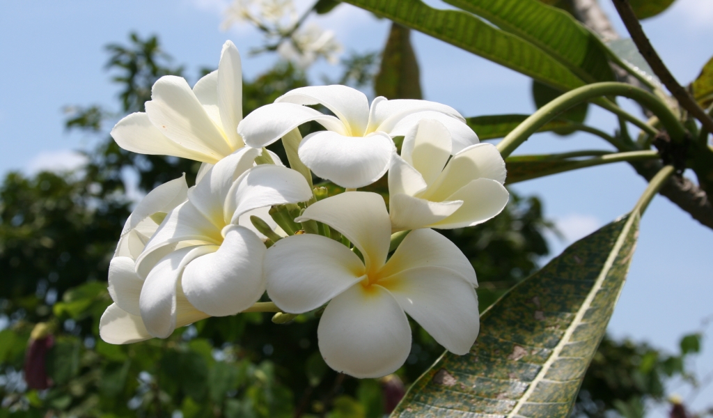 Beautiful White Summer Flower for 1024 x 600 widescreen resolution