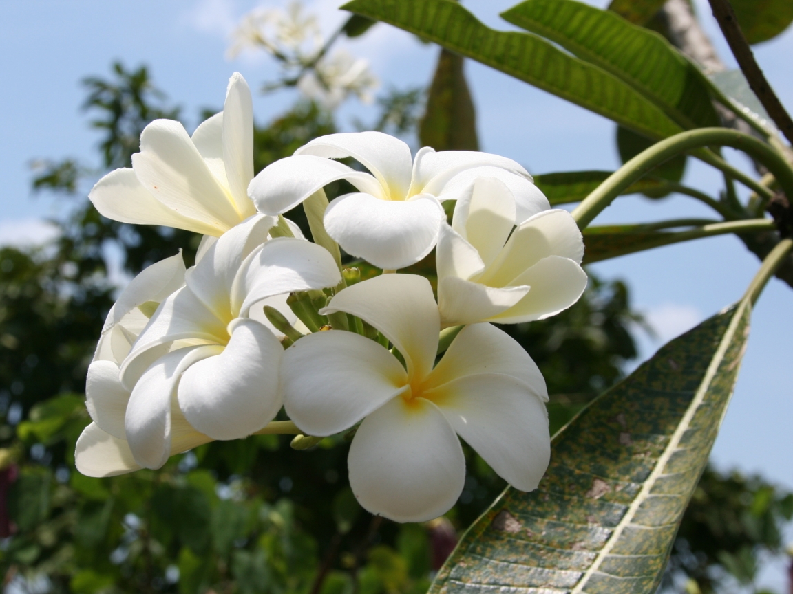 Beautiful White Summer Flower for 1152 x 864 resolution