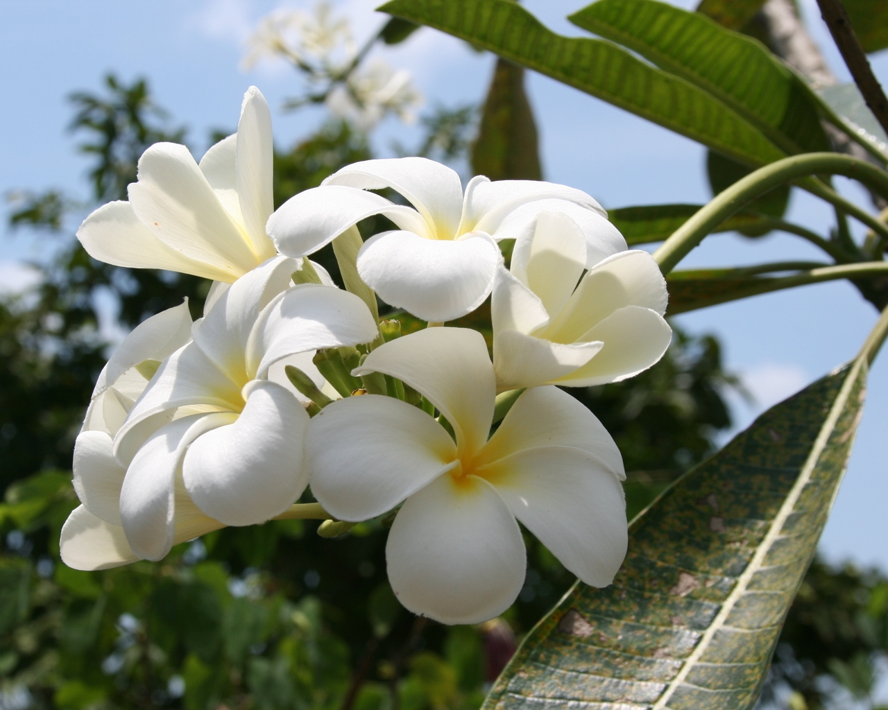 Beautiful White Summer Flower for 1280 x 1024 resolution