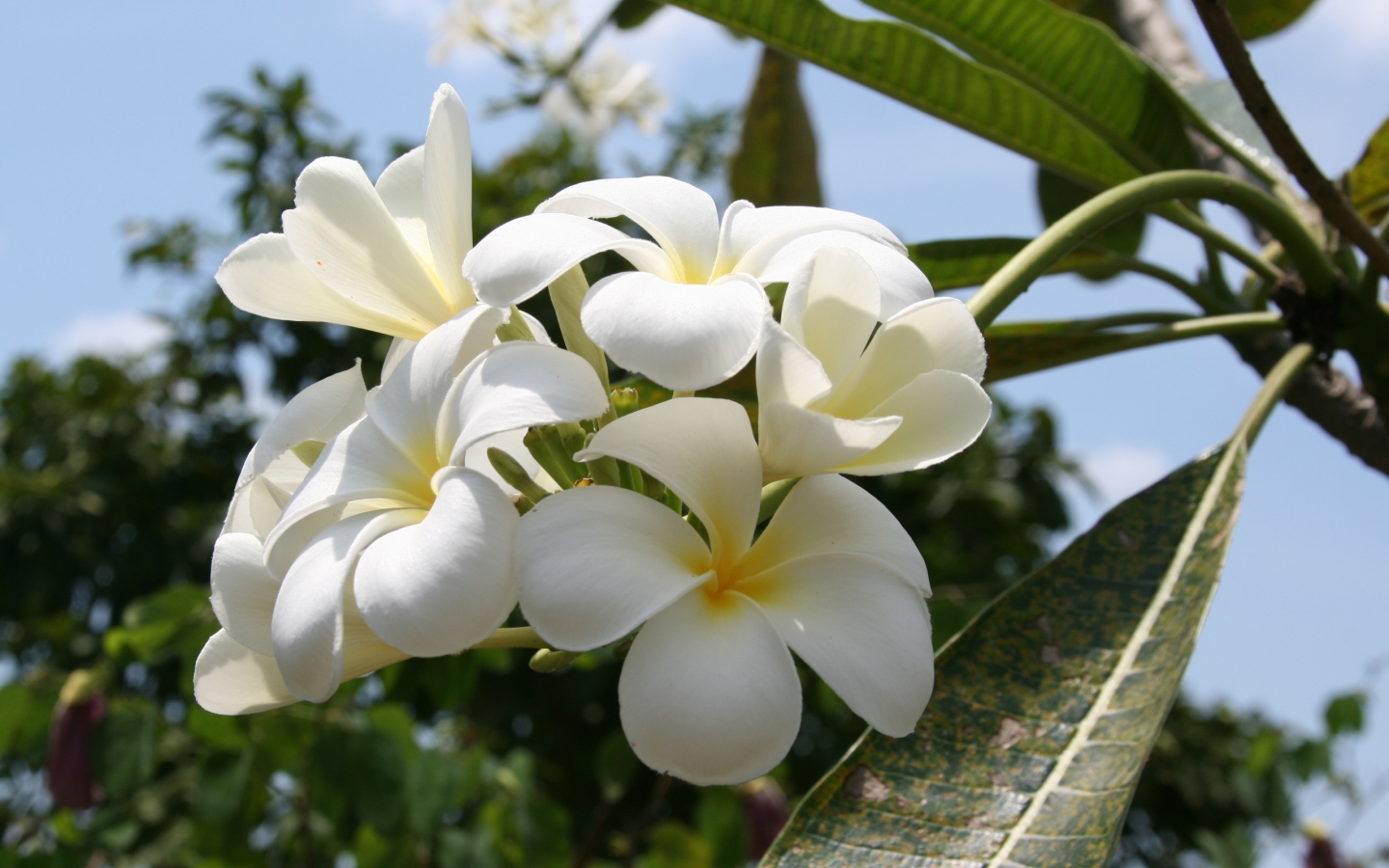Beautiful White Summer Flower for 1440 x 900 widescreen resolution
