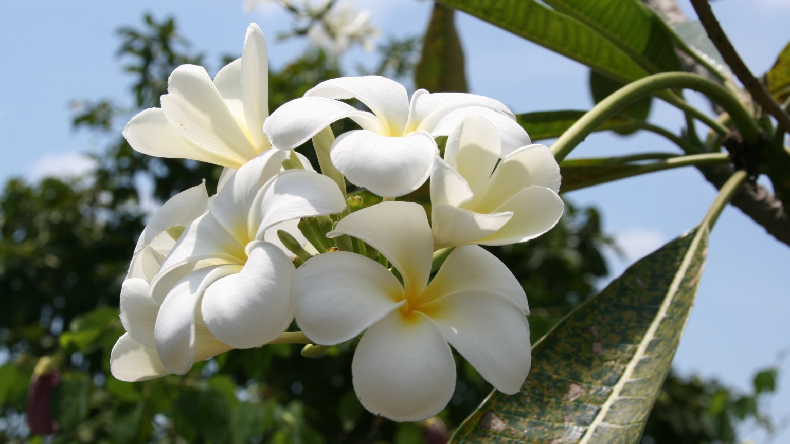 Beautiful White Summer Flower for 1536 x 864 HDTV resolution