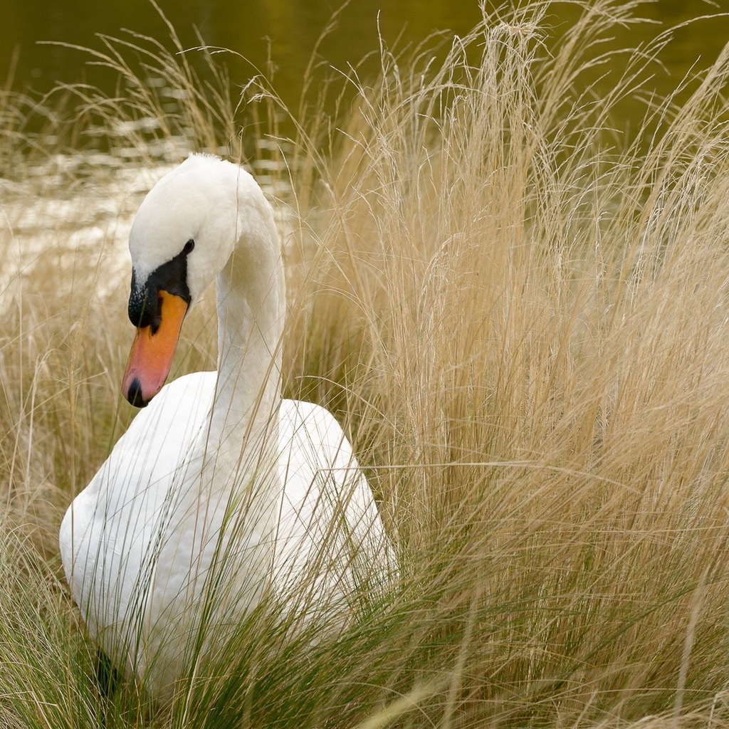 Beautiful White Swan for 1024 x 1024 iPad resolution