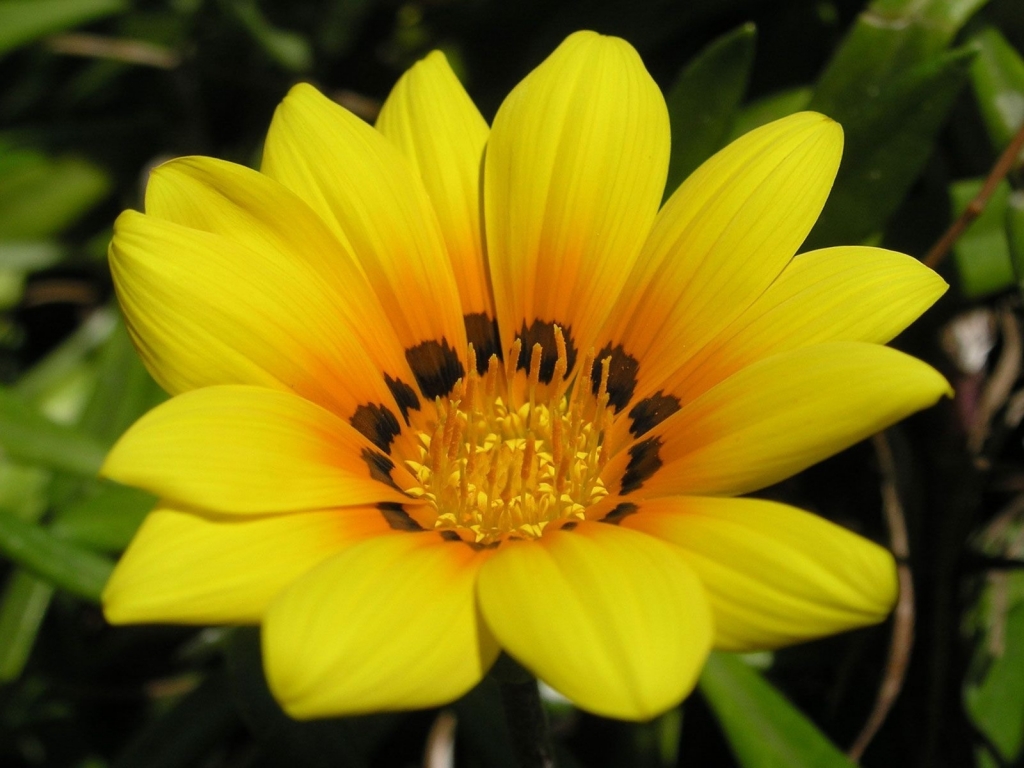 Beautiful Yellow Flower for 1024 x 768 resolution