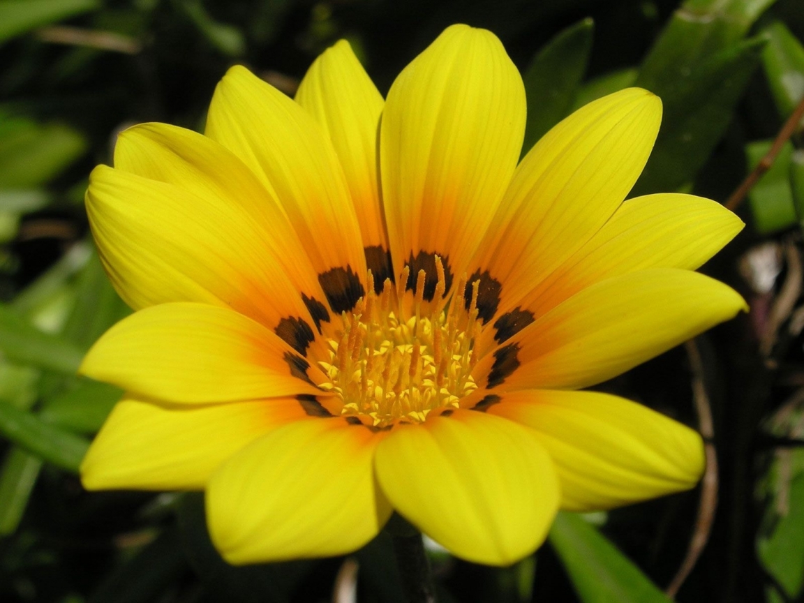 Beautiful Yellow Flower for 1152 x 864 resolution
