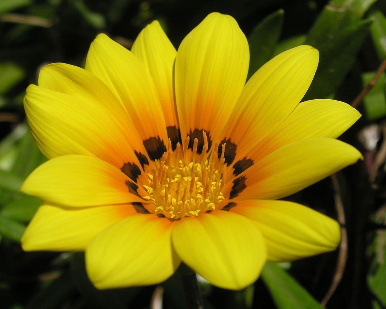 Beautiful Yellow Flower for 1280 x 1024 resolution
