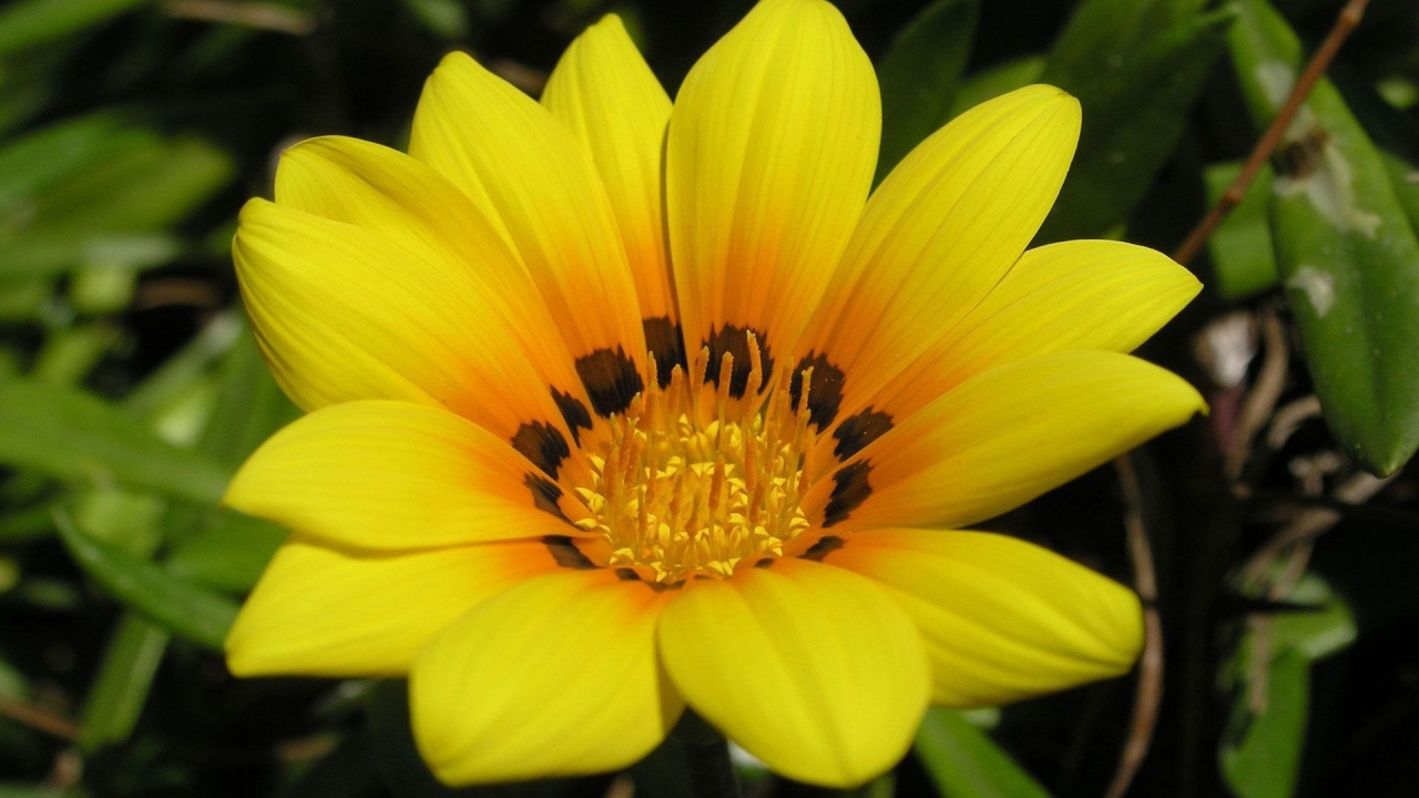 Beautiful Yellow Flower for 1280 x 720 HDTV 720p resolution