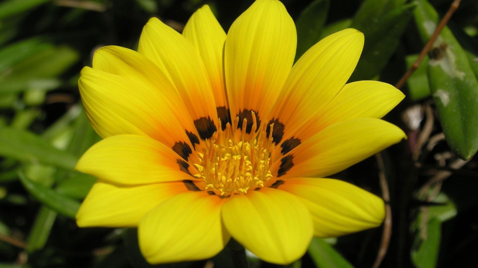 Beautiful Yellow Flower for 1600 x 900 HDTV resolution