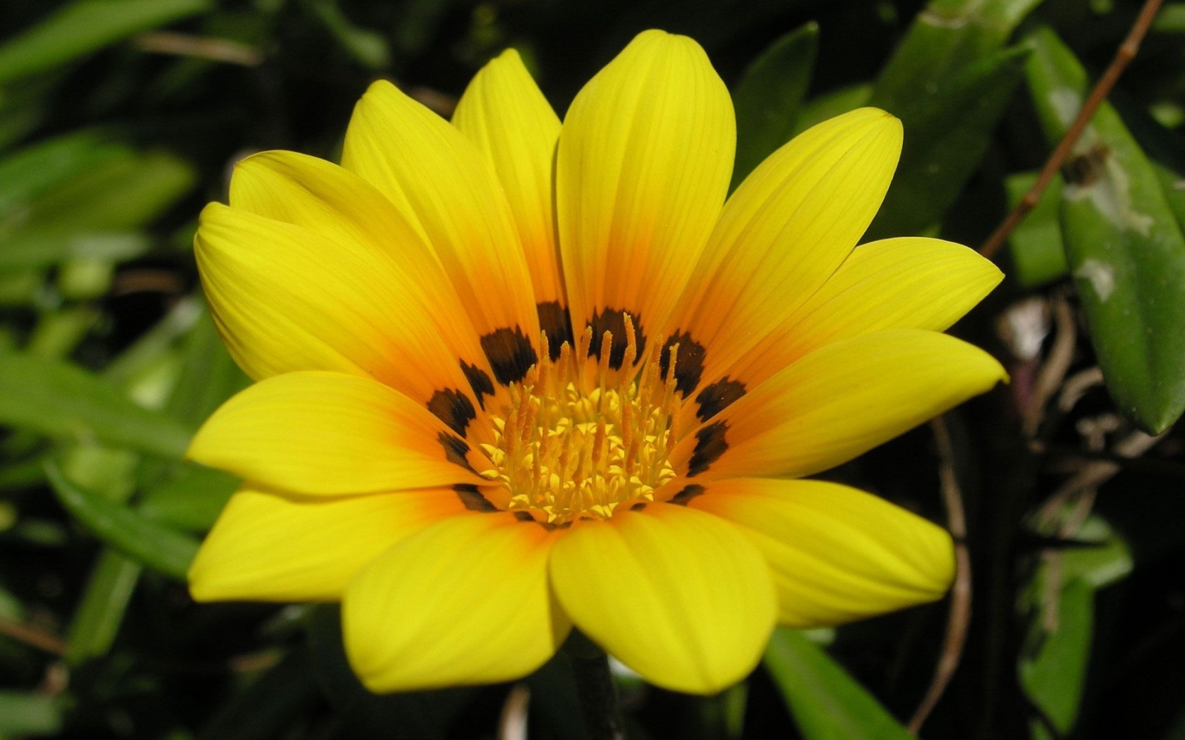 Beautiful Yellow Flower for 1680 x 1050 widescreen resolution
