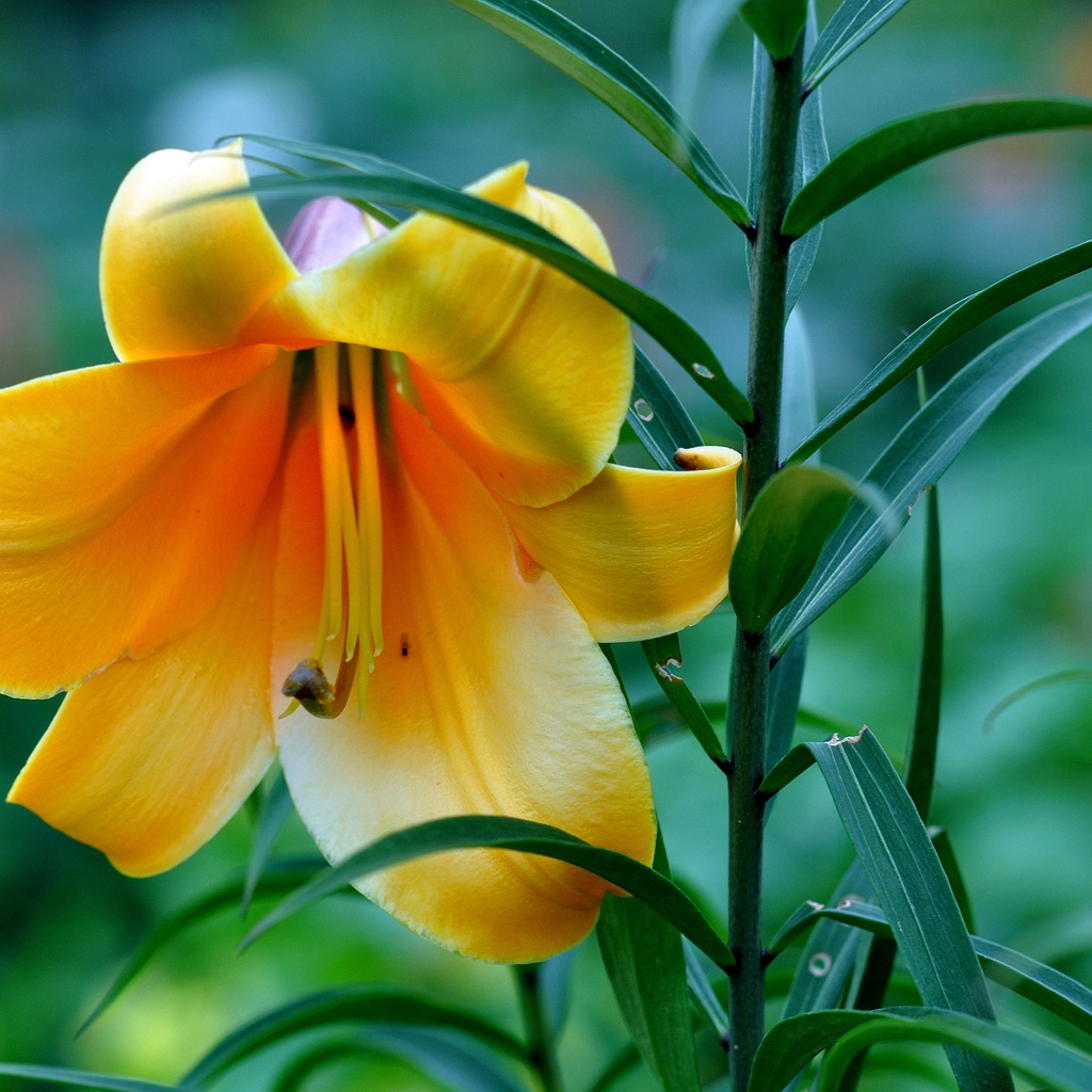 Beautiful Yellow Lily for 1024 x 1024 iPad resolution