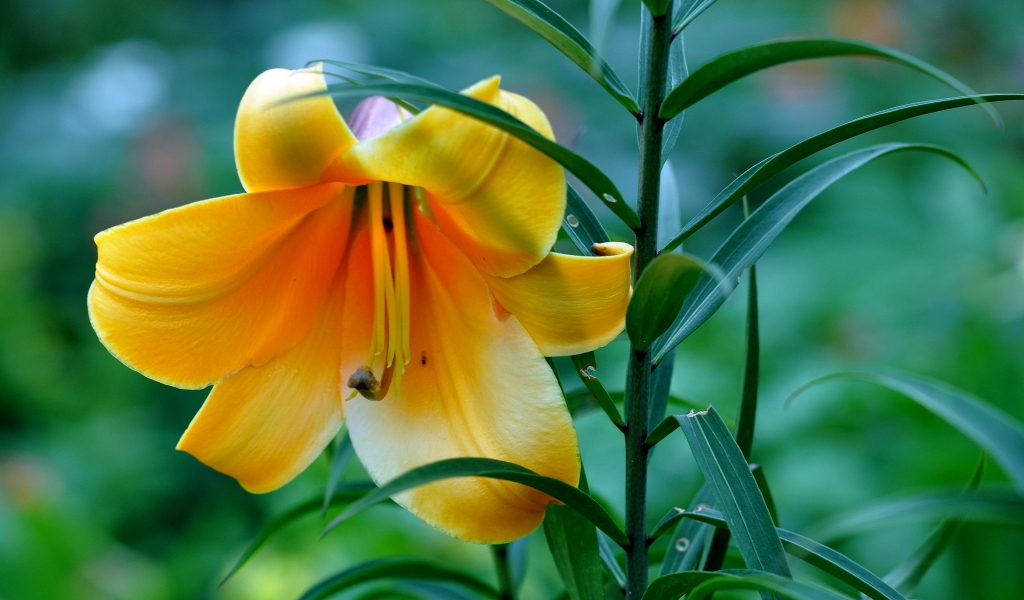 Beautiful Yellow Lily for 1024 x 600 widescreen resolution