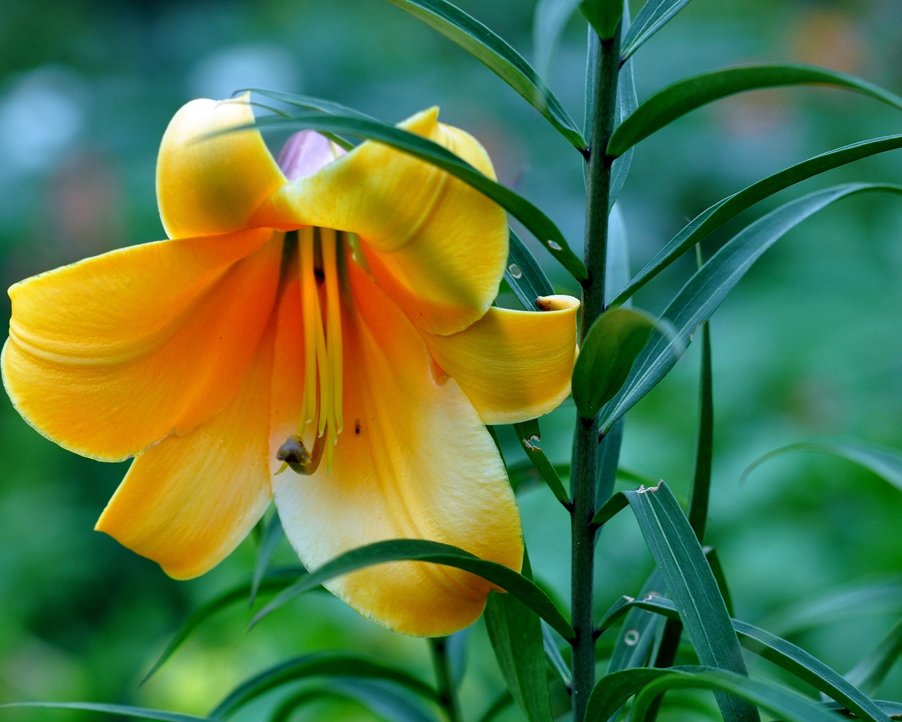 Beautiful Yellow Lily for 1280 x 1024 resolution