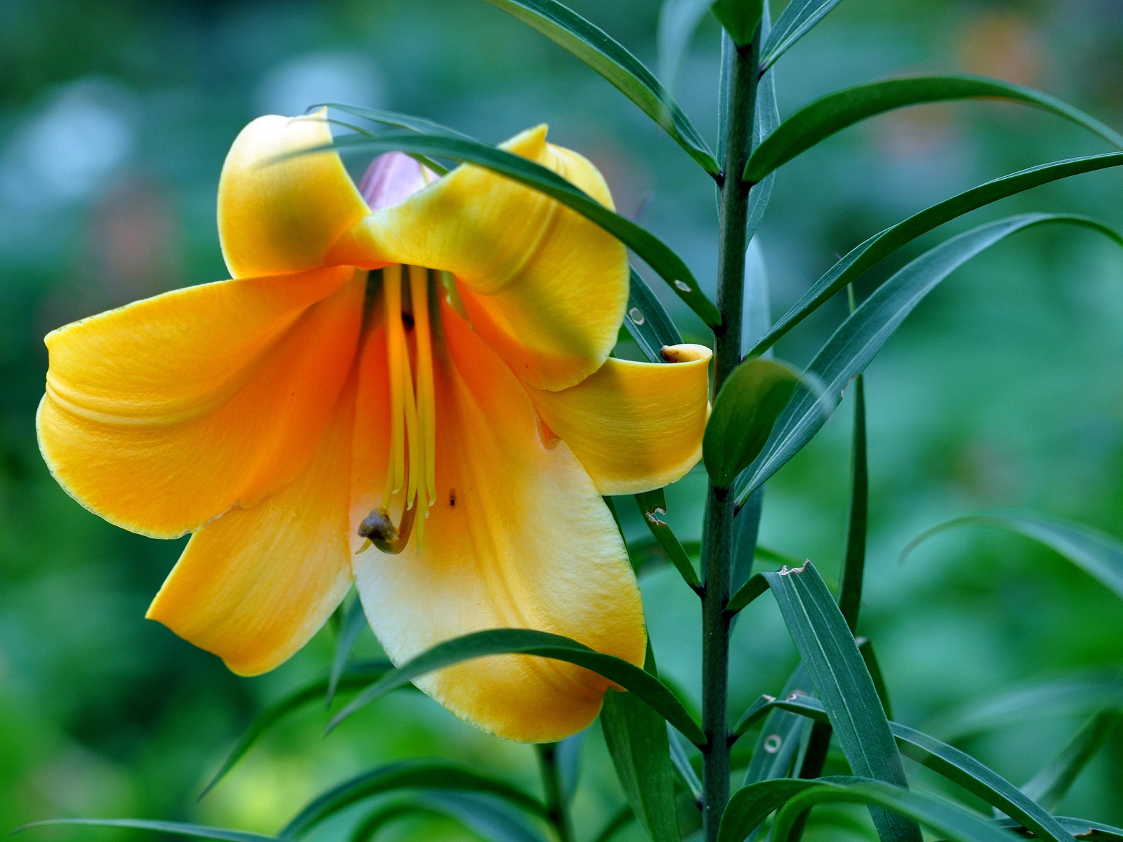 Beautiful Yellow Lily for 1600 x 1200 resolution