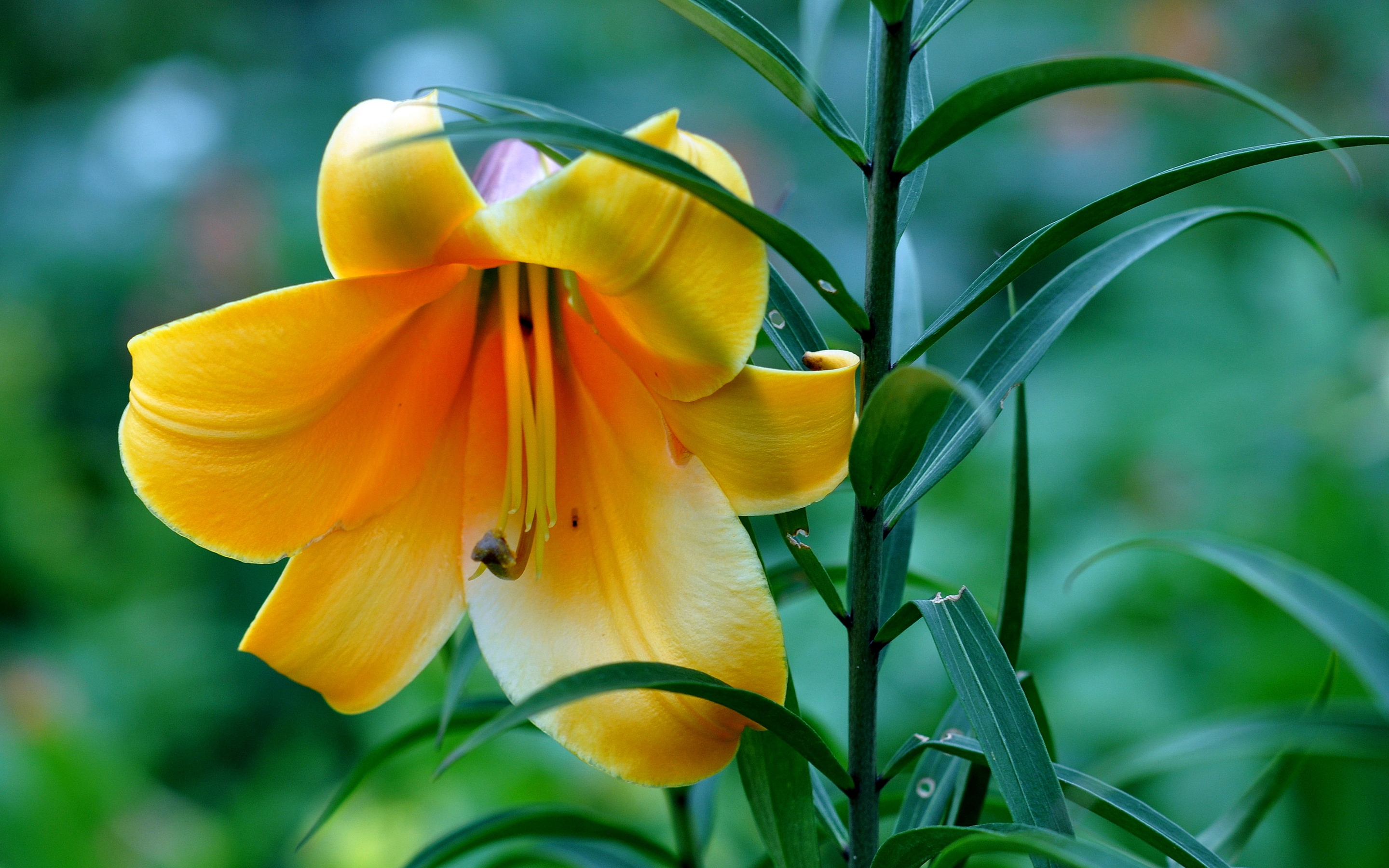 Beautiful Yellow Lily for 2880 x 1800 Retina Display resolution