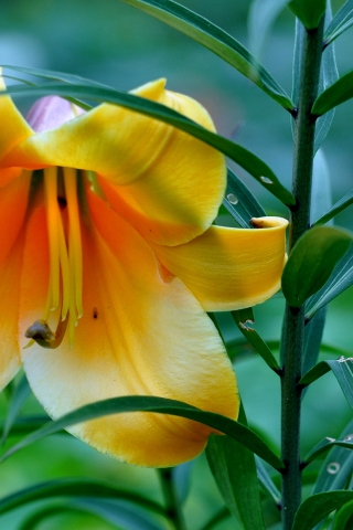 Beautiful Yellow Lily for 320 x 480 iPhone resolution