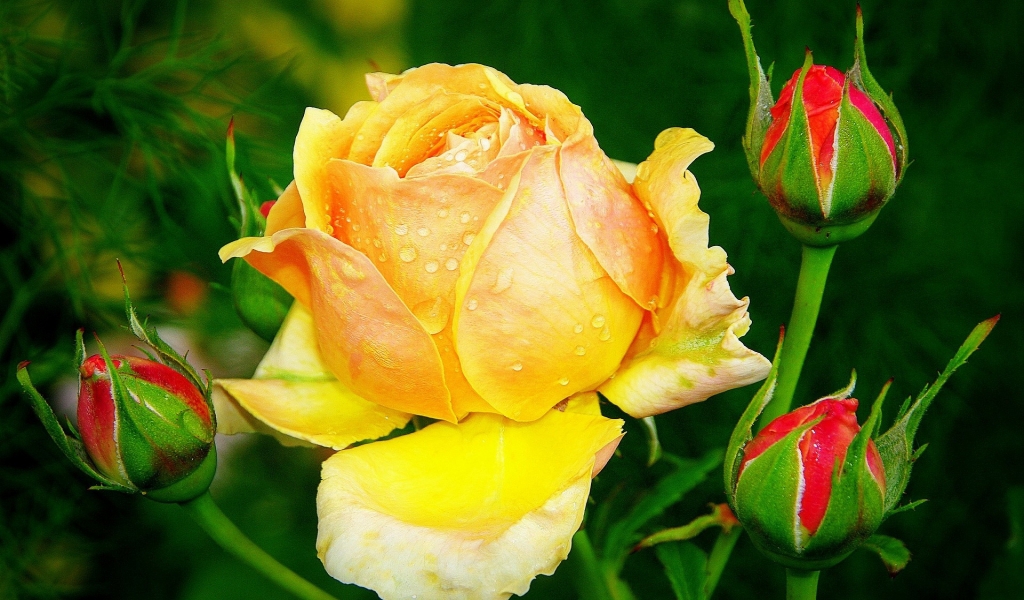 Beautiful Yellow Rose for 1024 x 600 widescreen resolution