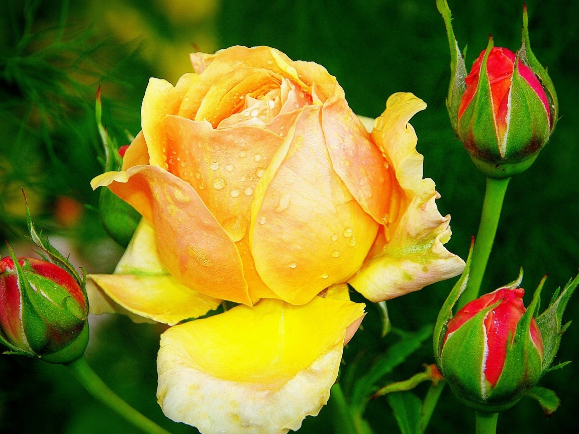 Beautiful Yellow Rose for 1152 x 864 resolution