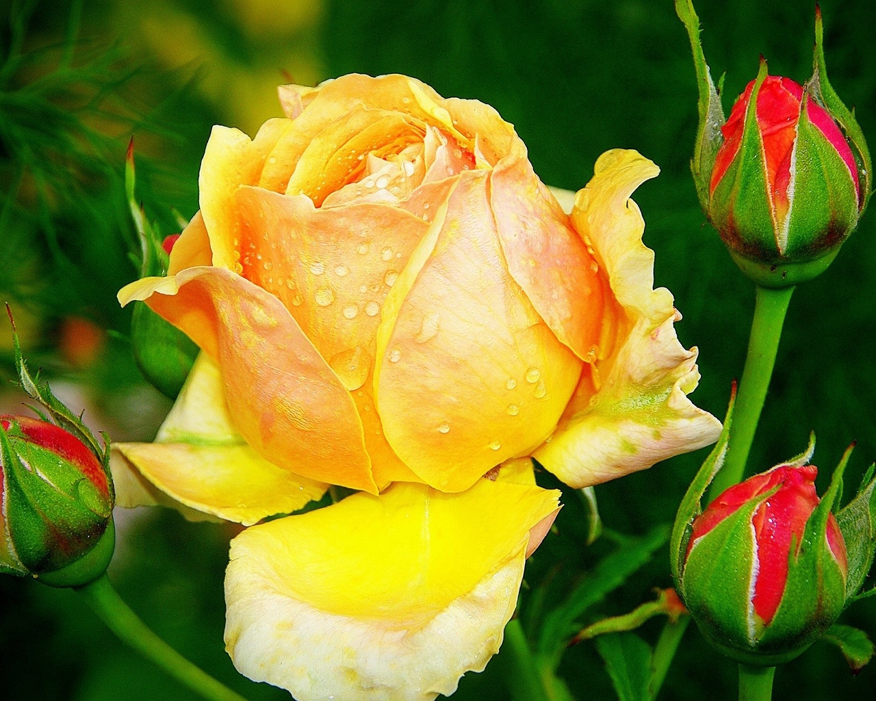 Beautiful Yellow Rose for 1280 x 1024 resolution