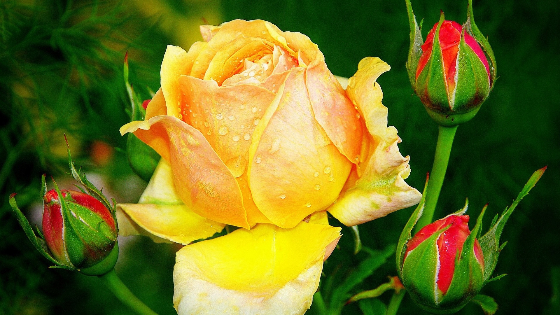 Beautiful Yellow Rose for 1920 x 1080 HDTV 1080p resolution